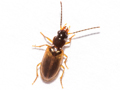 Anthracus consputus